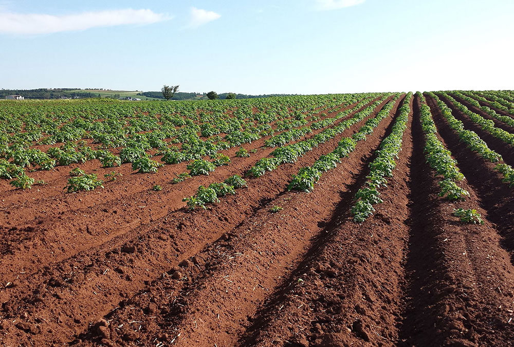 Oppotunity -CRISPR-CAS für Stärkekartoffeln CRISPR-CAS for starch potatoes